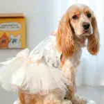 Vestido Princesa Canina